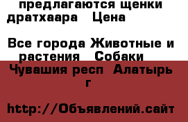 предлагаются щенки дратхаара › Цена ­ 20 000 - Все города Животные и растения » Собаки   . Чувашия респ.,Алатырь г.